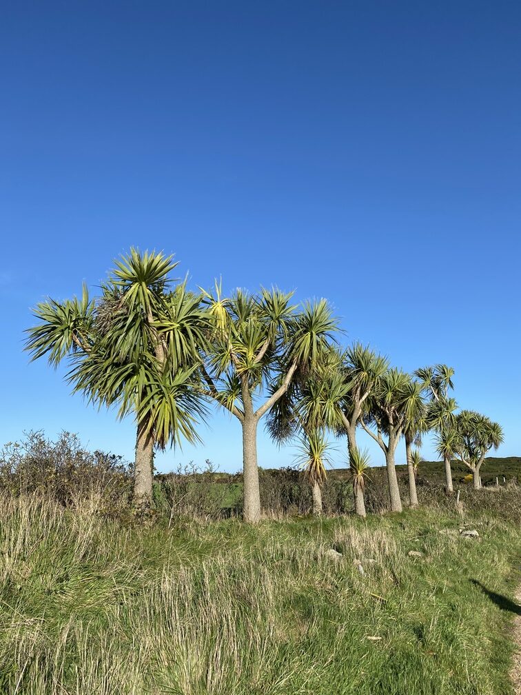 Palmen auf dem Cliff Path Loop mit blauem Himmel