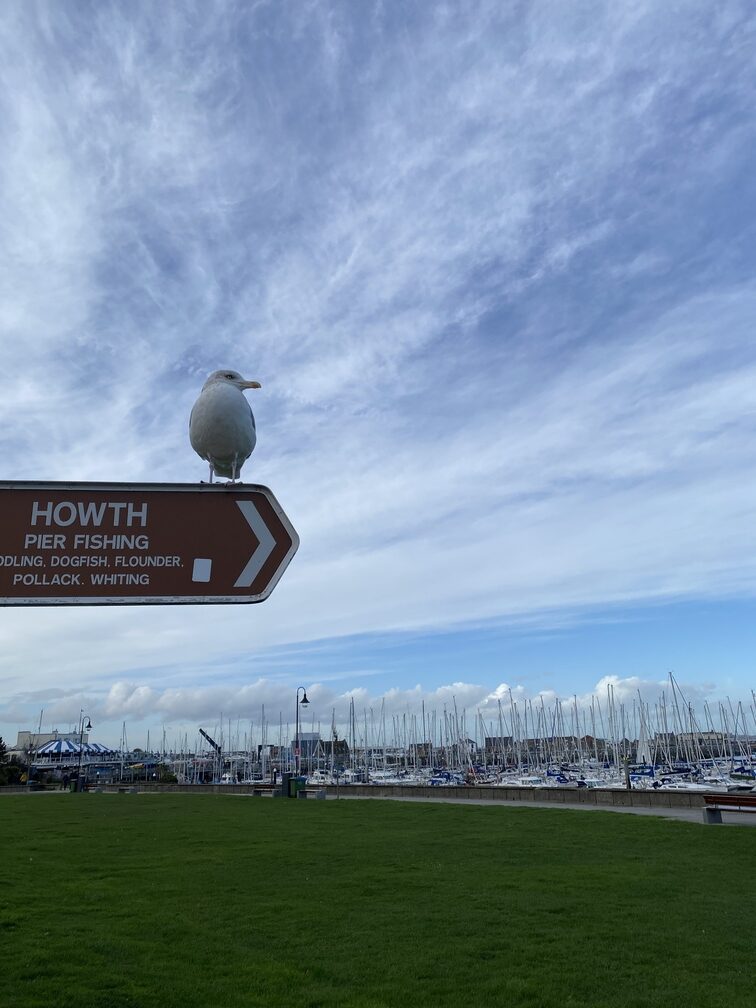 Möwe sitzt auf Wegweiser-Schild in Howth Harbour