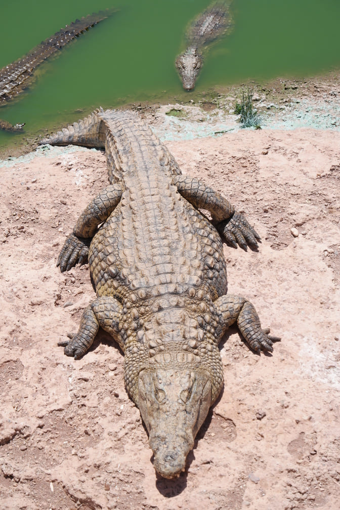 Großes Nilkrokodil im Crocopark - Agadir