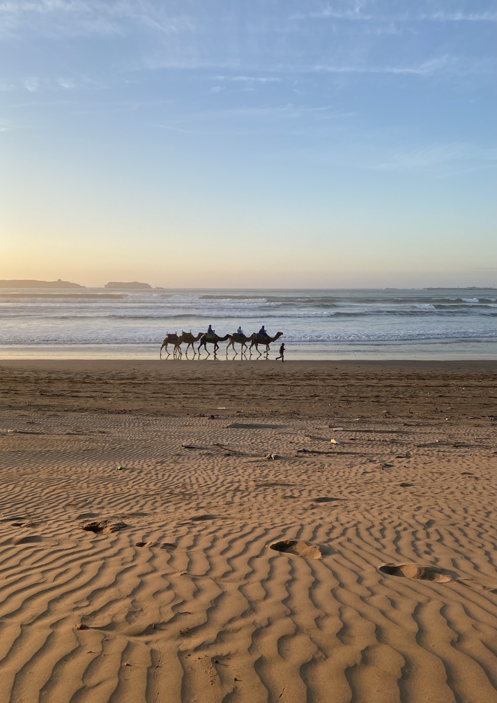 Eine Herde Kamele reitet vor den Wellen am Essaouira Strand in den Sonnenuntergang