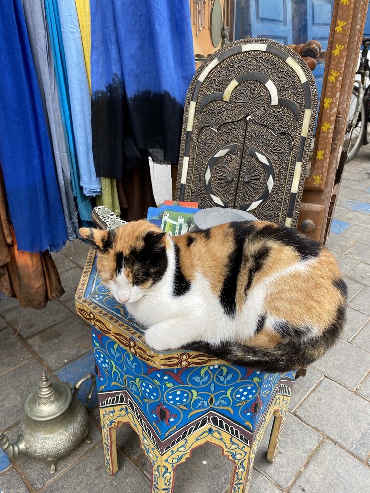 Katze liegt auf einem Stuhl vor einem Geschäft 