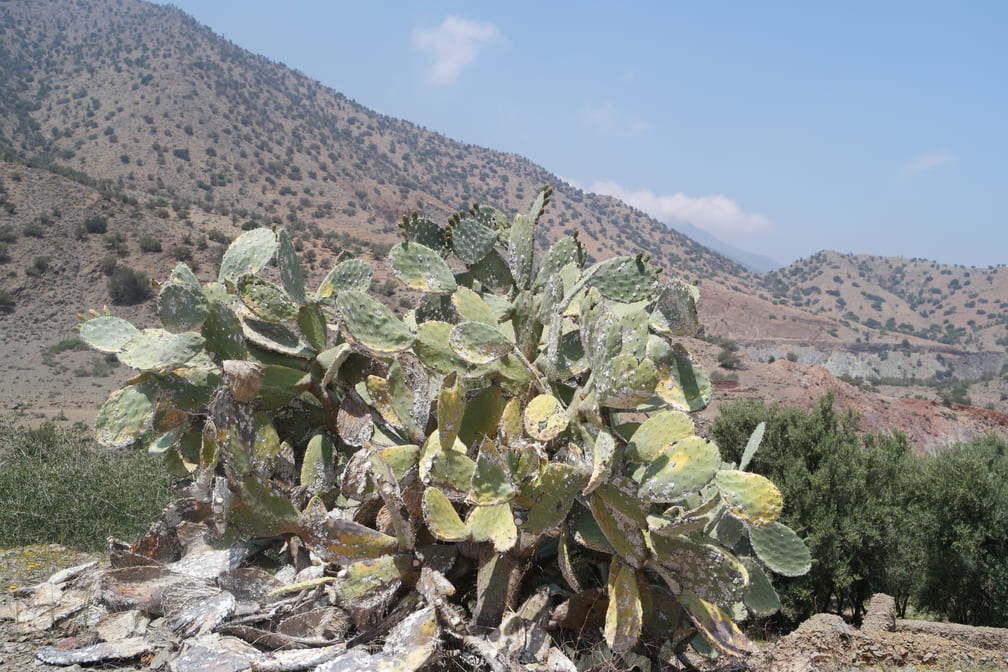 Kaktus im Hochland von Marokko