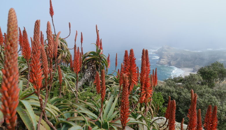 Kap Halbinsel Aussichtspunkt mit roten Blumen