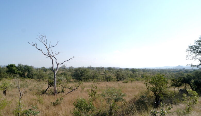 Landschaft im Kruger Nationalpark