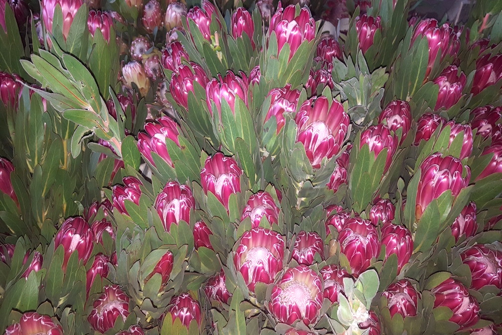 Nationalblume Protea