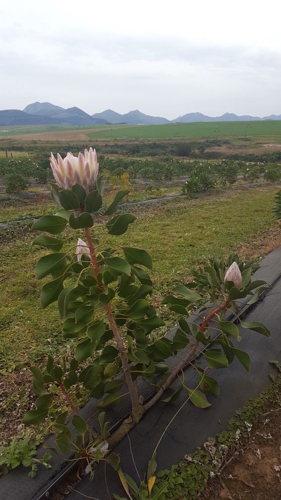 Roadtrip in Südafrika, Nationalblume Protea in Oudebosch Protea Farm