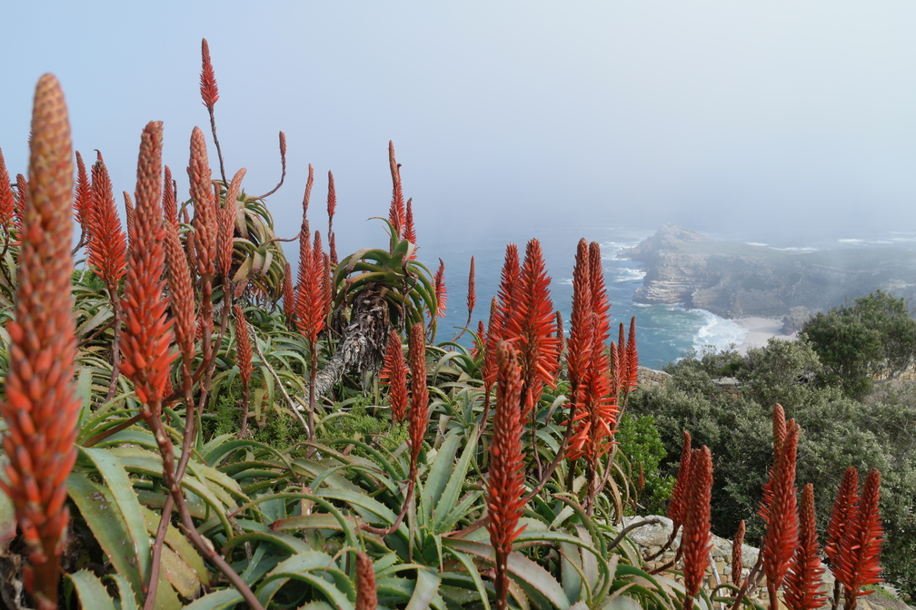 Wunderschöne Blumen auf der Kap-Halbinsel