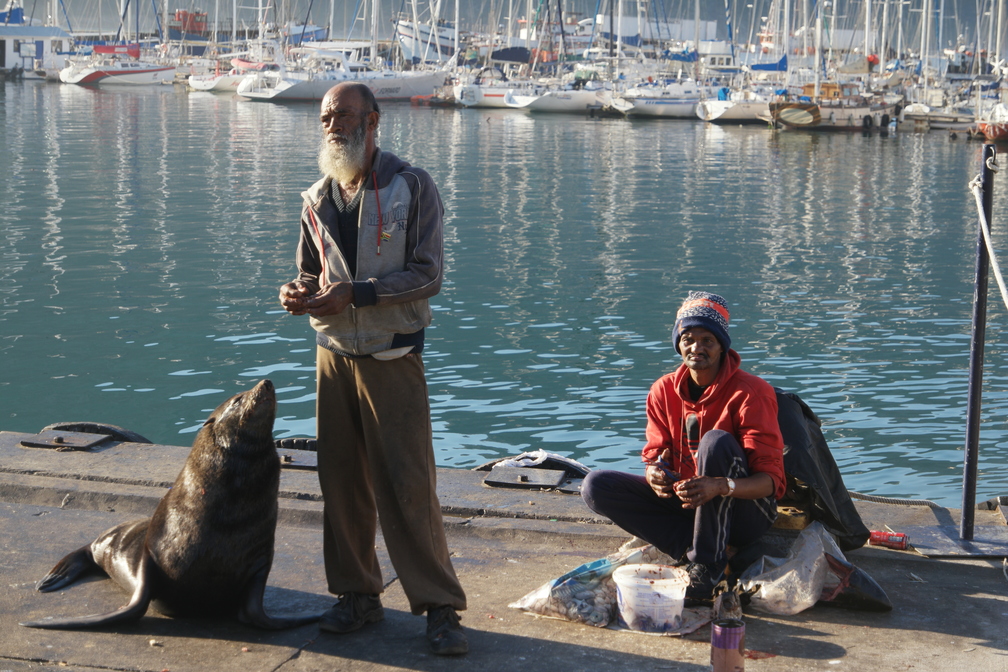 Hout Bay Hafen, 2 Männer und eine Robbe