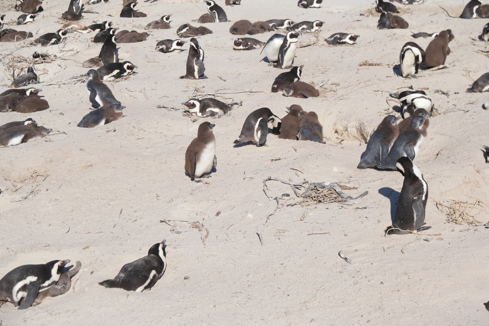 Pinguine bei Boulders Beach