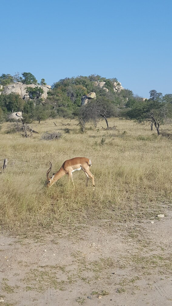 Antilope im Kruger Nationalpark