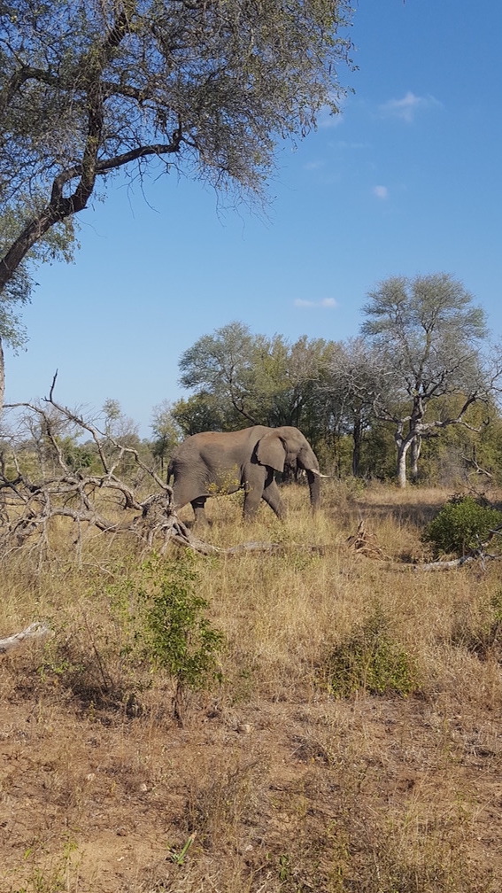 Elefant im Kruger Nationalpark 