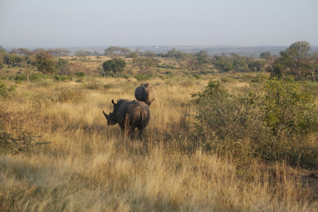 Zwei Nashörner im Kruger Nationalpark