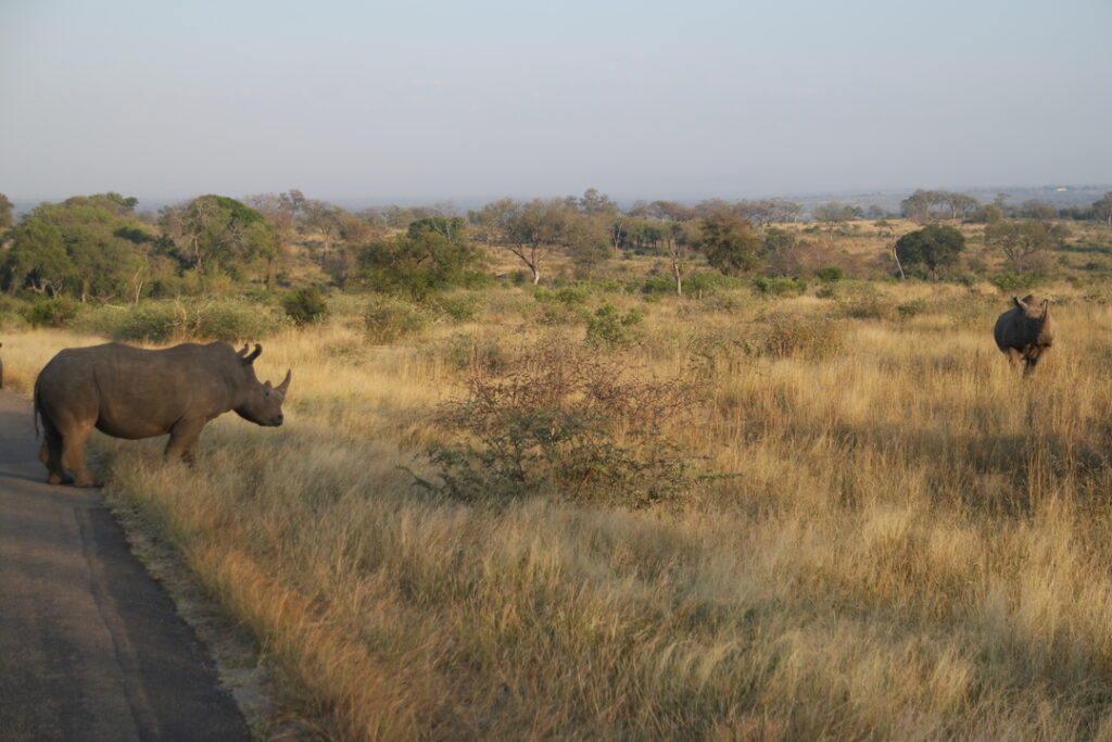 Südafrika Reisebericht: Im Kruger-Nationalpark