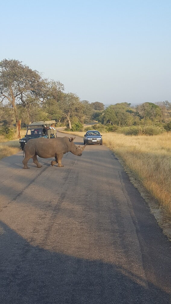 Ein Nashorn auf der Straße 