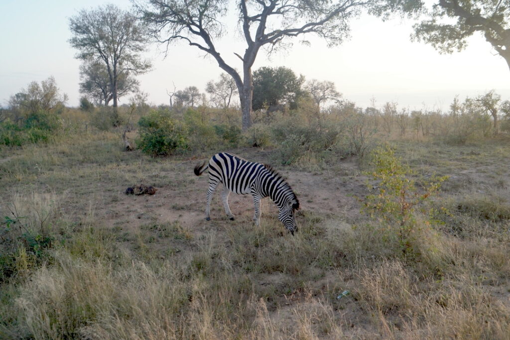 Ein einsames Zebra im Kruger Nationalpark