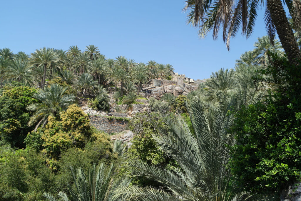 Misfat Al Abriyeen Dorf Palmen 