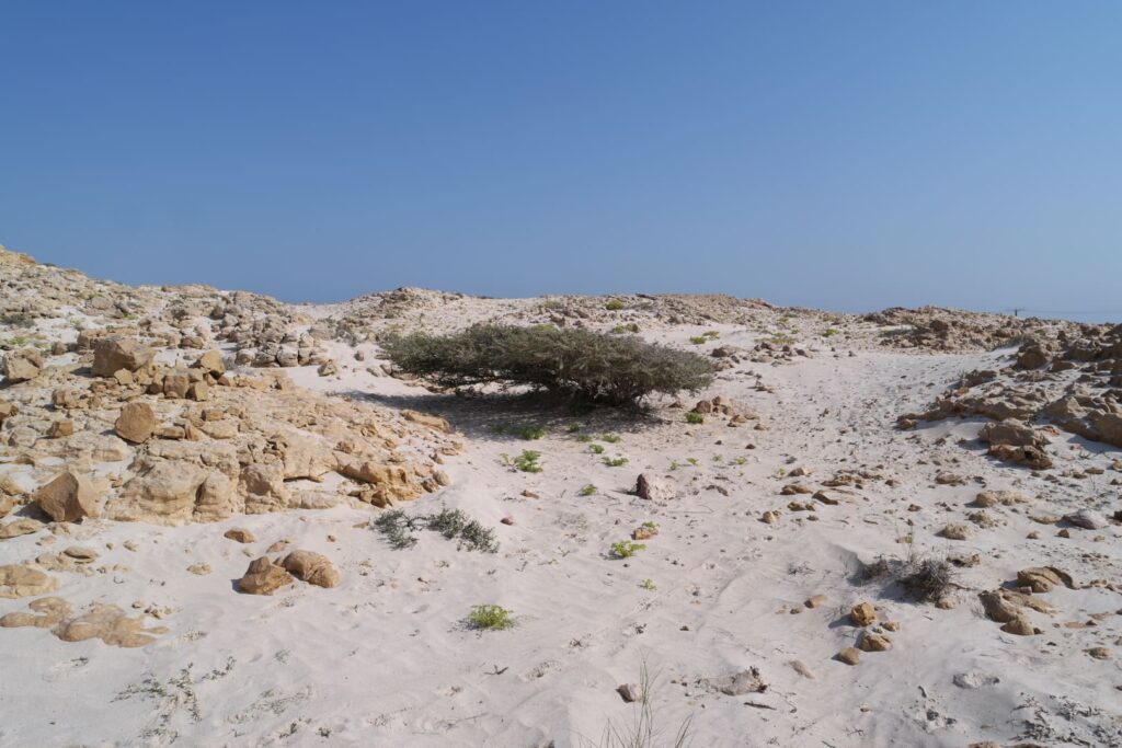 Omanische Wüstenlandschaft