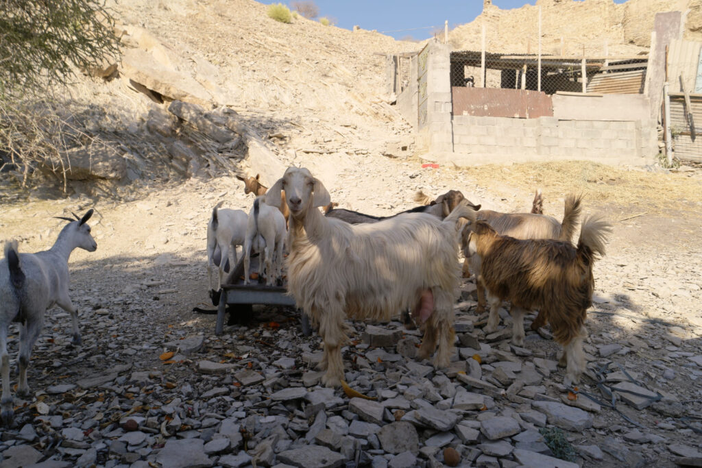 Ziegen in Birkat Al Mouz