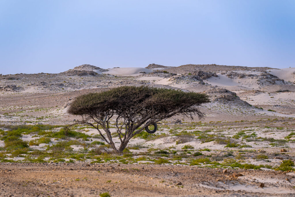 Omanische Landschaft - Baum in der Wüste