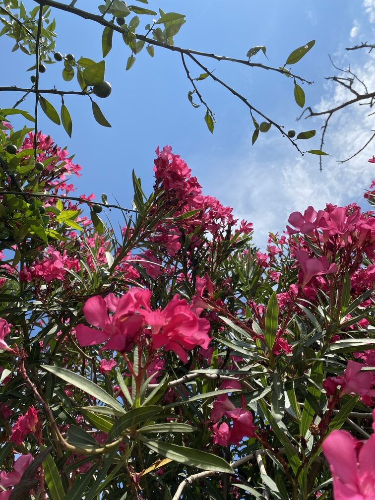 Oleander im Kecili Park