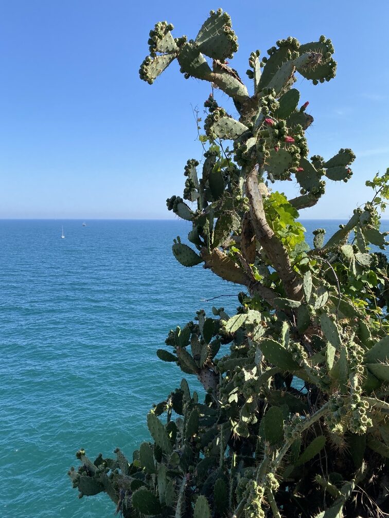 Mittelmeer Aussicht vom Yavuz Ozcan Park