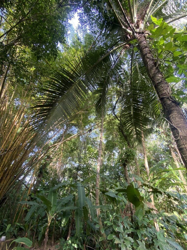 Dschungel von Palenque mit Brüllaffe