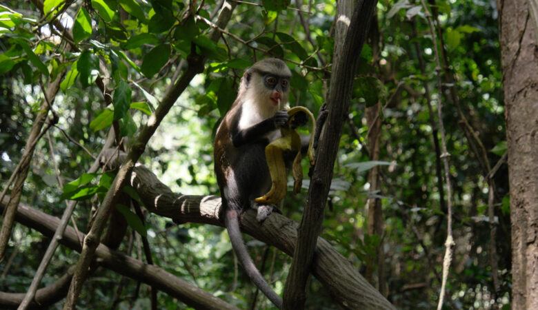Monameerkatze im Tafi Atome Monkey Sanctuary