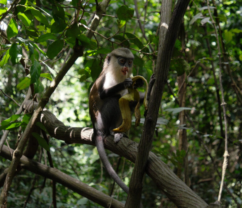 Monameerkatze im Tafi Atome Monkey Sanctuary