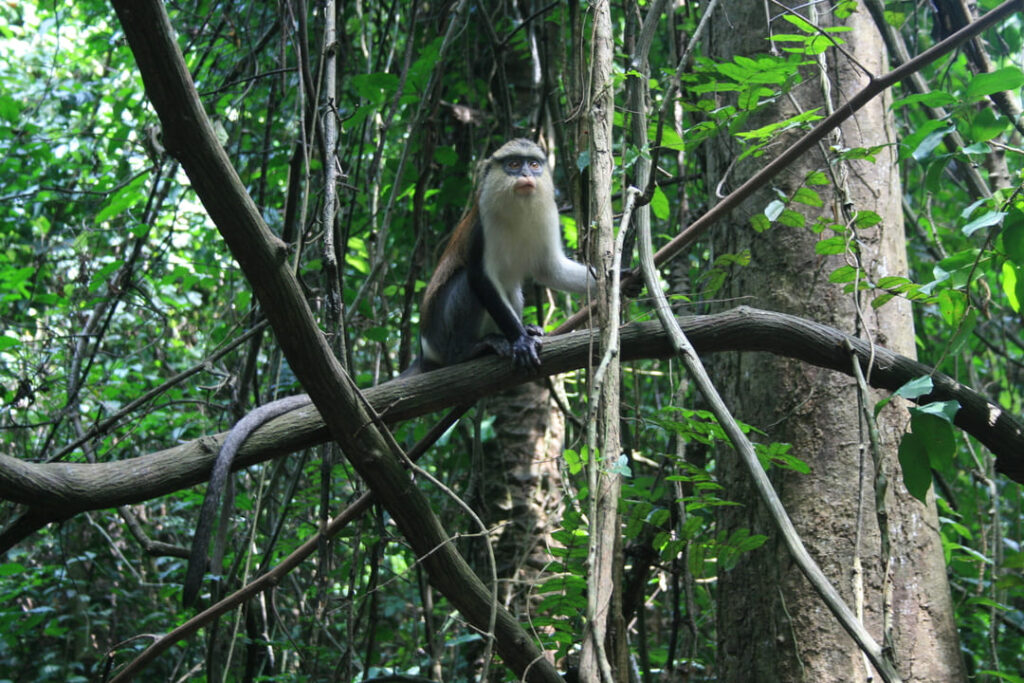Monameerkatze im Tafi Atome Monkey Sanctuary