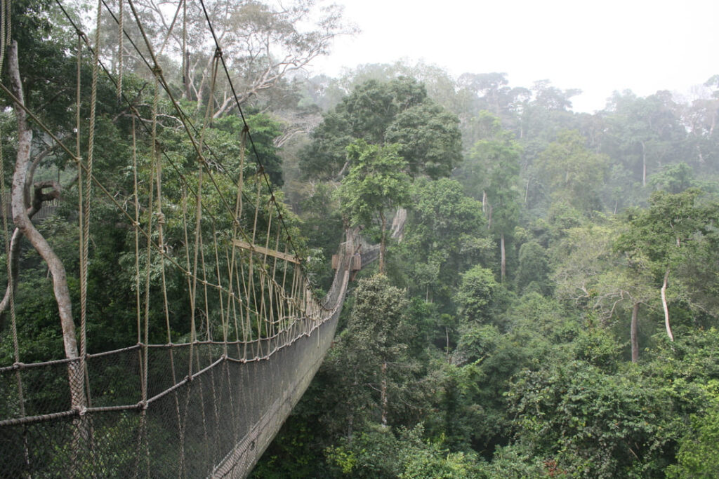 Hängebrücke im Kakum-Nationalpark