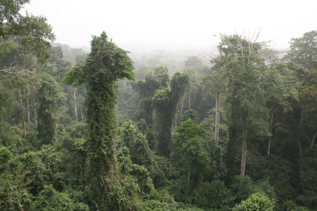 Regenwald in Ghana 
