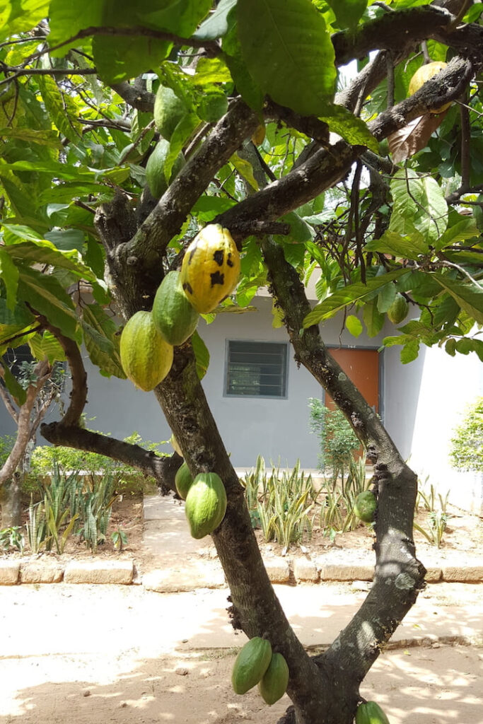 Kakaobaum in Ghana