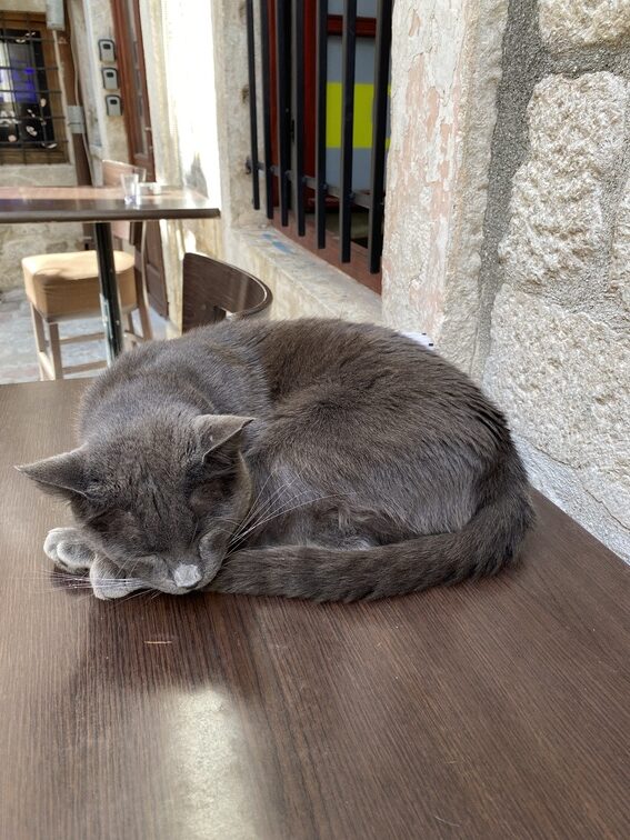 Katze in der Kotor Altstadt