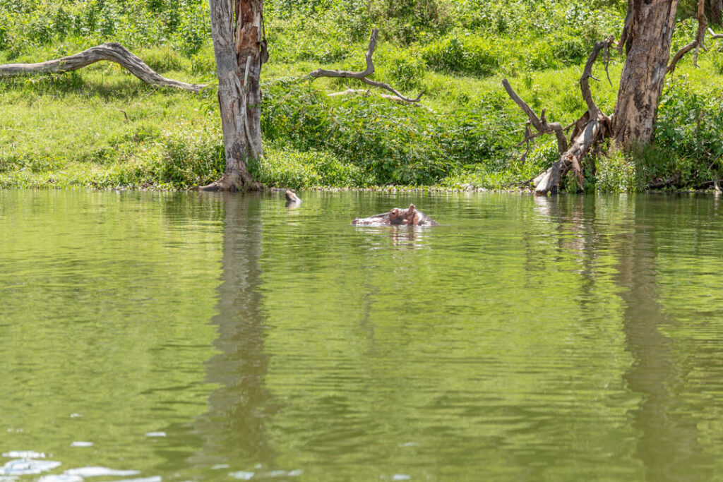 Hippo im Lake Naivasha