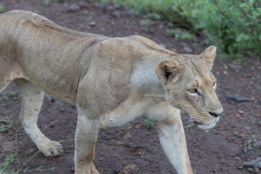 Löwe im Nairobi-Nationalpark