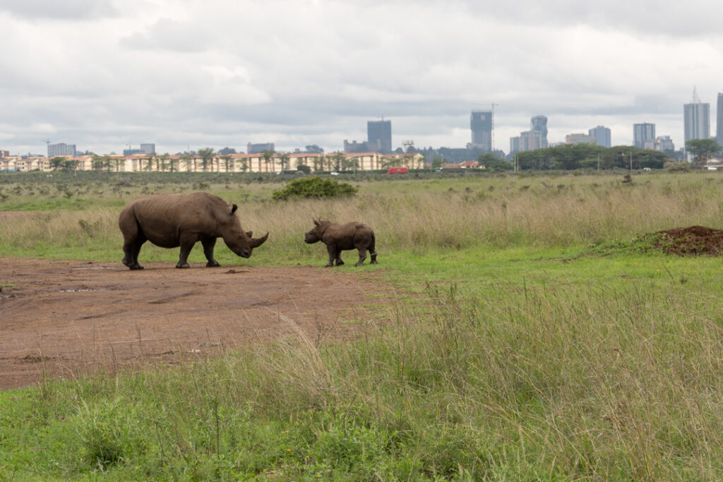 Rhino Familie im Nairobi-Nationalpark vor der Skyline Nairobis