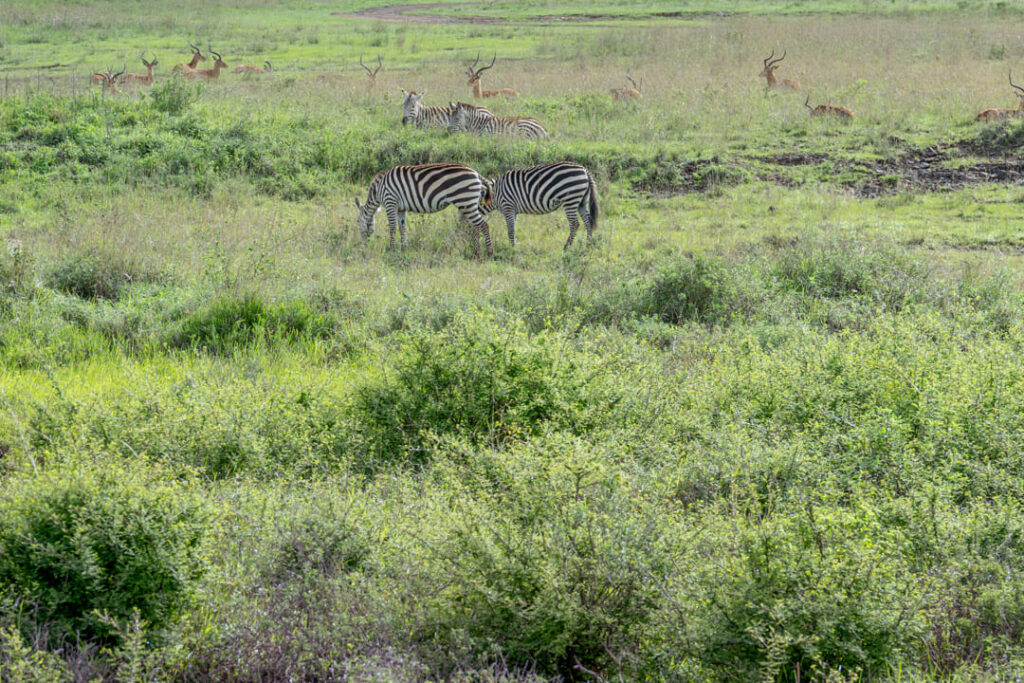 Zebras im Nairobi-Nationalpark