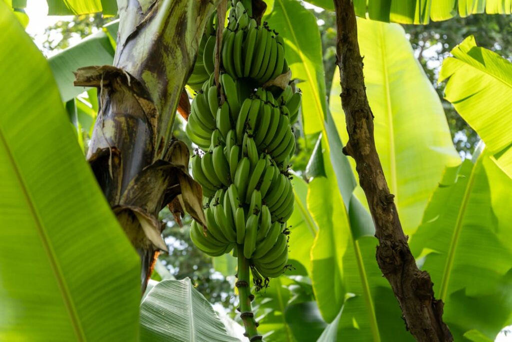 Bananen im Dorf Mto Wa Mbu