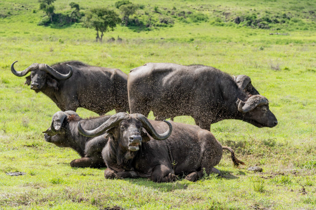 Büffel im Ngorongoro-Krater