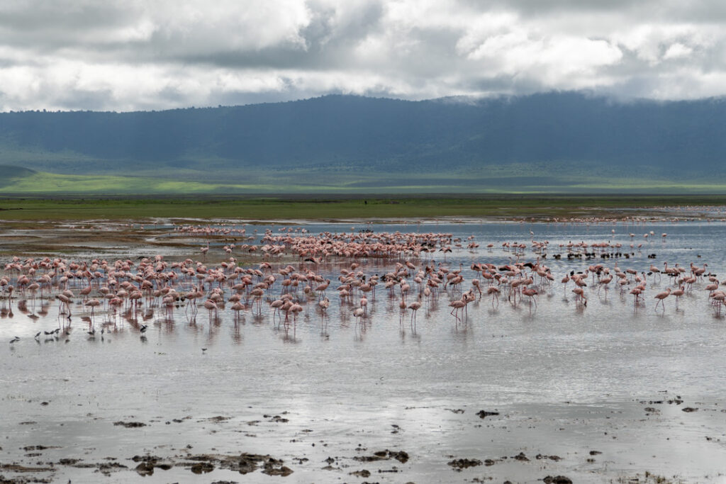 Safari im Ngorongoro-Krater 