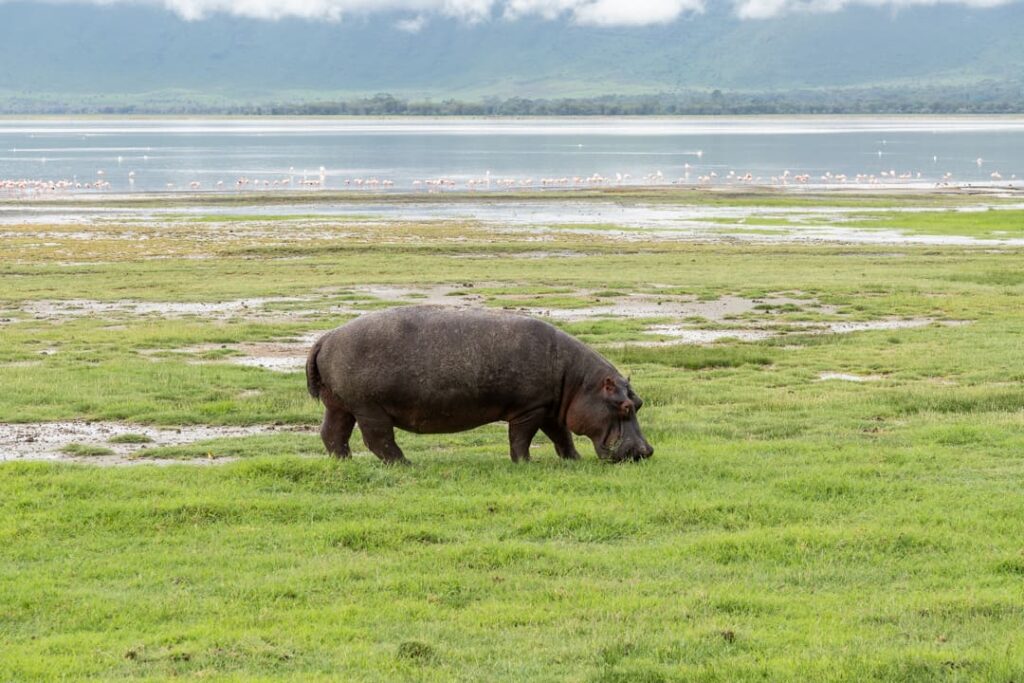 Flusspferd im Ngorongoro-Krater