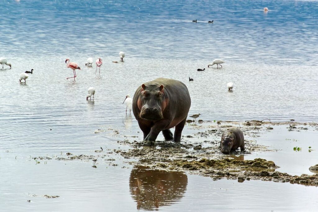 Hippo-Baby mit Mutter im Ngorongoro-Krater 
