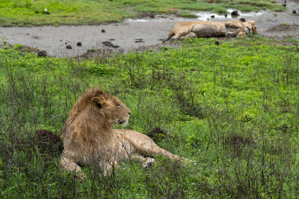 Ruhende Löwen im Ngorongoro-Krater - einer schaut auf, einer schläft im Schlamm