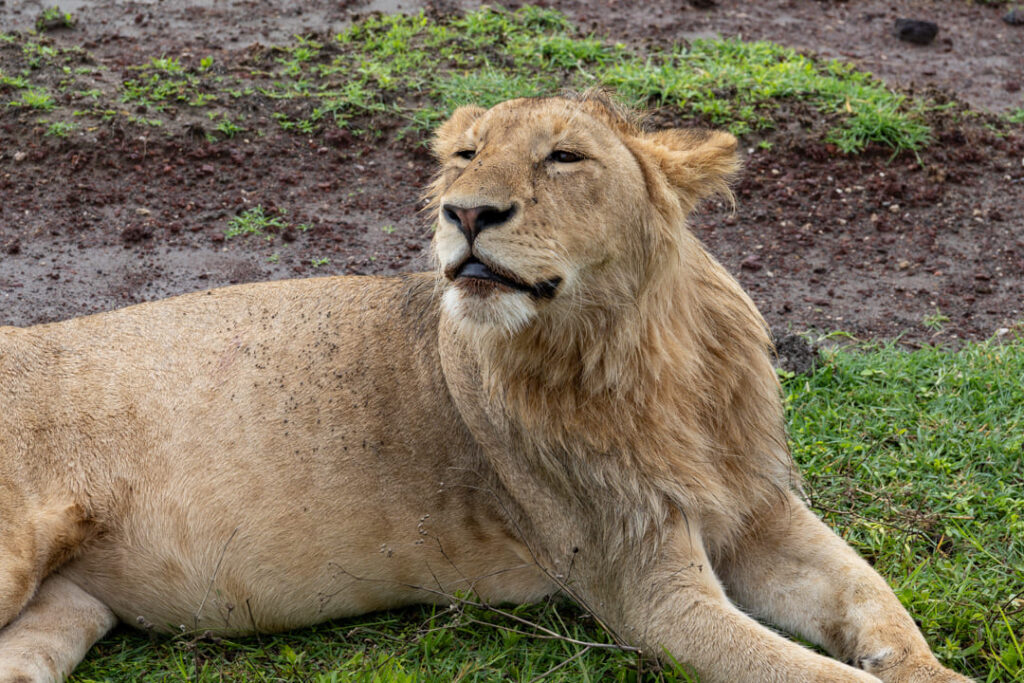 Löwe im im Ngorongoro-Krater mit Blutspritzer am Maul