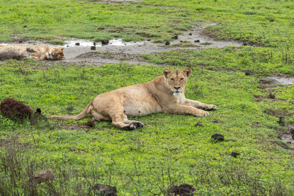 Junger männlicher Löwe im Ngorongoro-Krater