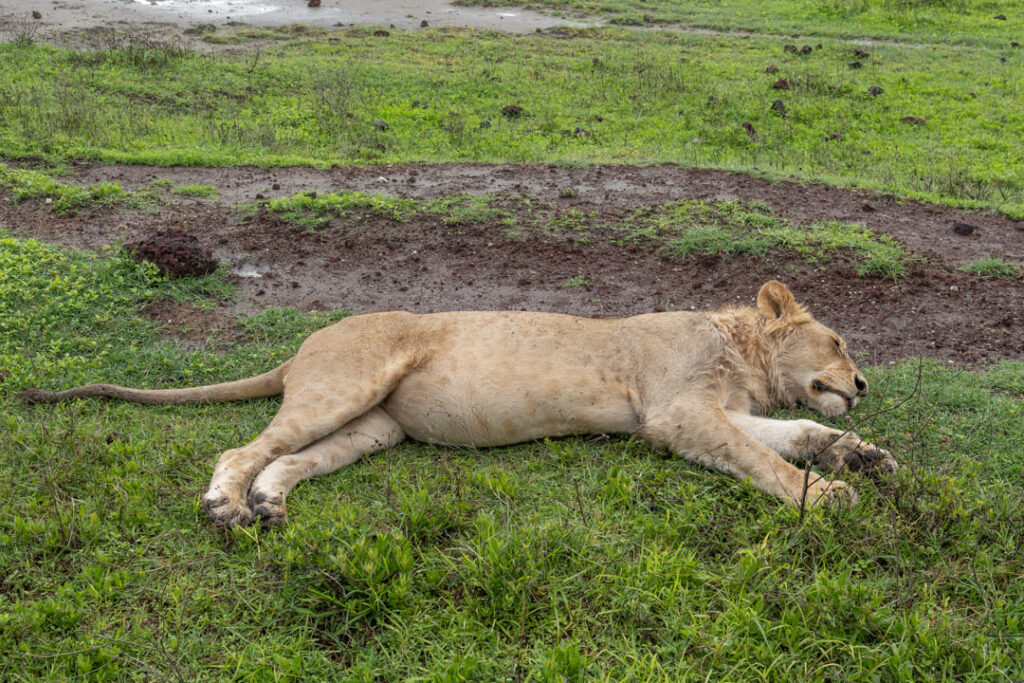 Schlafender Löwe im Ngorongoro-Krater