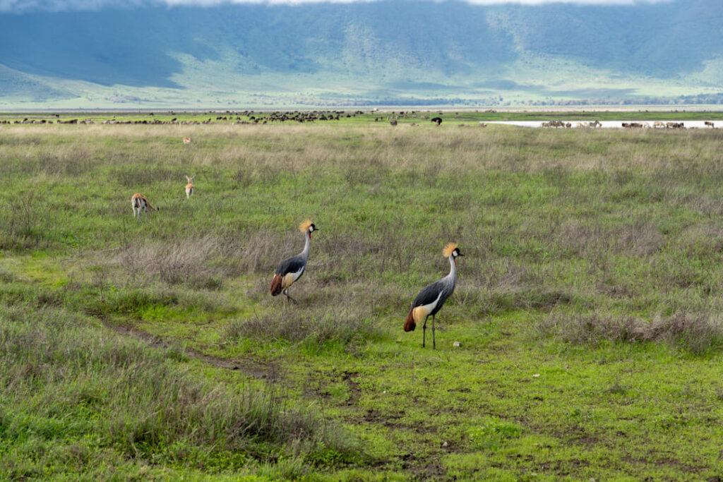 Kronenkranich im Ngorongoro-Krater