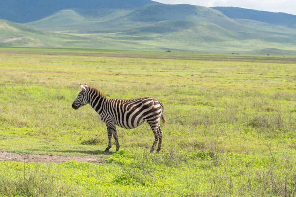 Ein verletztes Zebra im Ngorongoro-Krater 