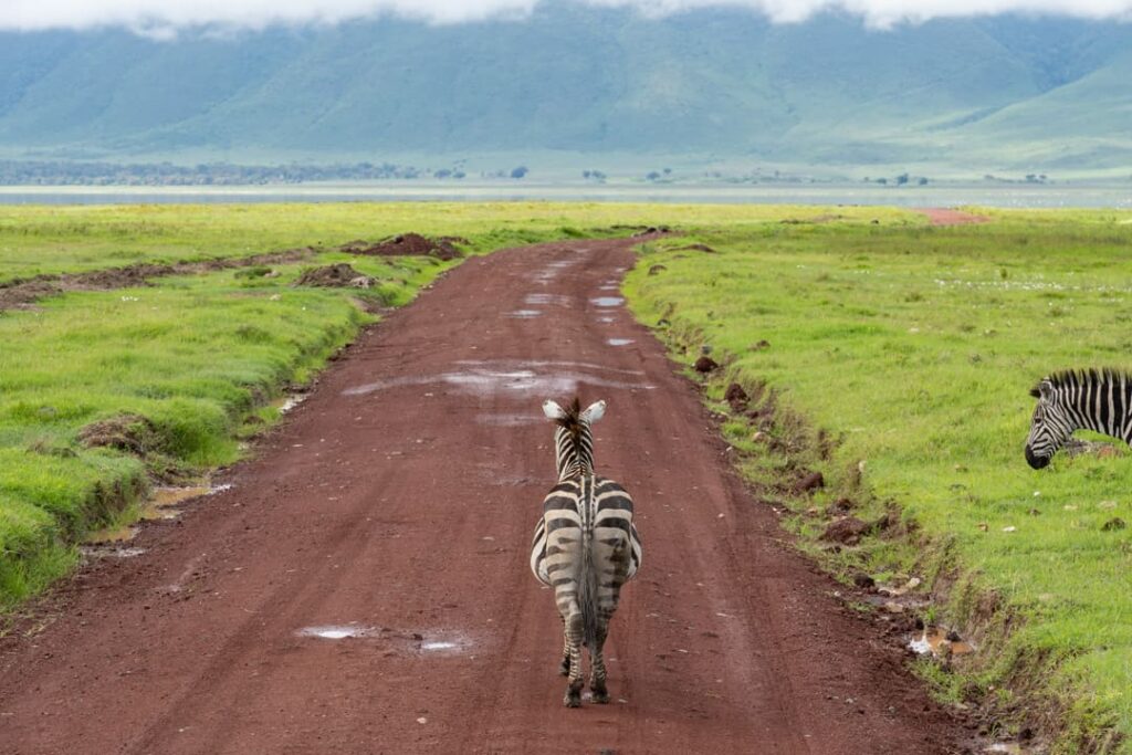 Zebra von hinten im Ngorongoro-Krater