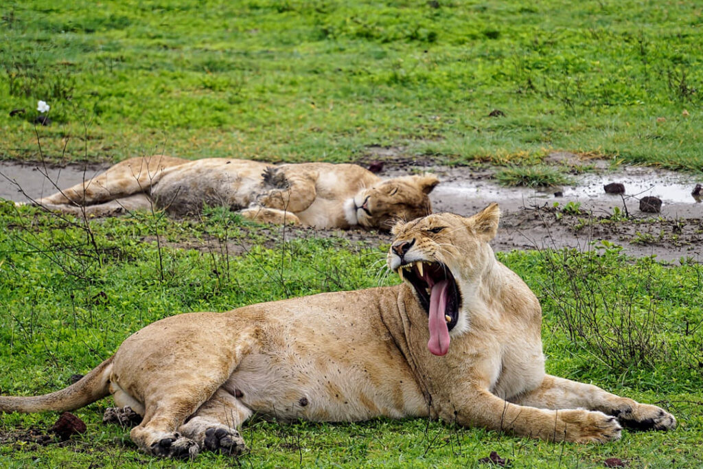 Gähnender Löwe im Ngorongoro-Krater 